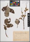 Foto von Salix caprea L.